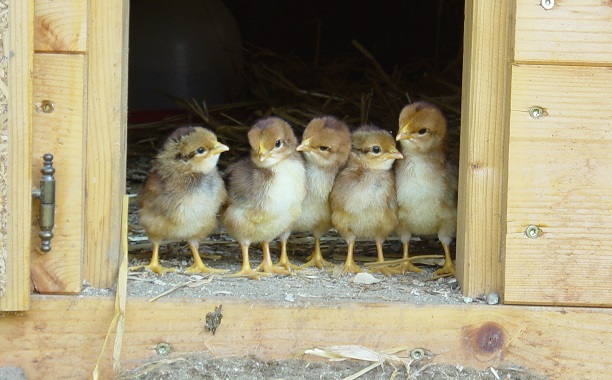 Counting Baby Chickens