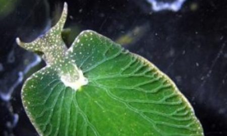 Elysia Chlorotica Sea Slug