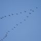 Birds Flying V-Formation