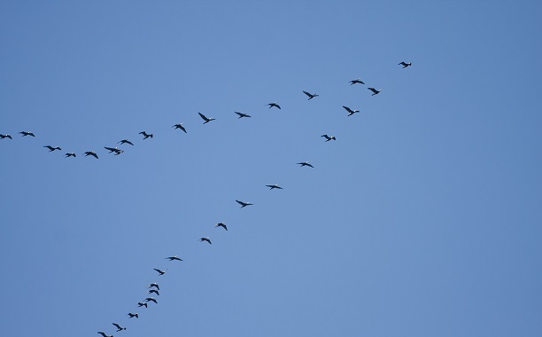 Birds Flying V-Formation