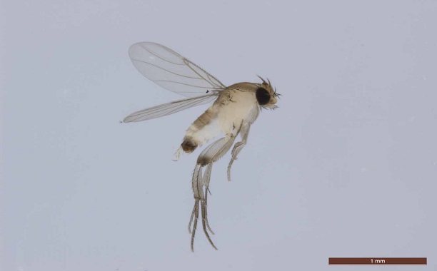 new fly species