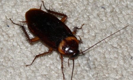American Cockroach Study