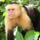 Colombia Releases Trafficked Animals