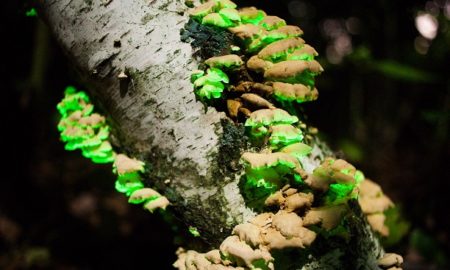Why Mushrooms Glow
