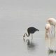 Black Flamingo Salt Lake