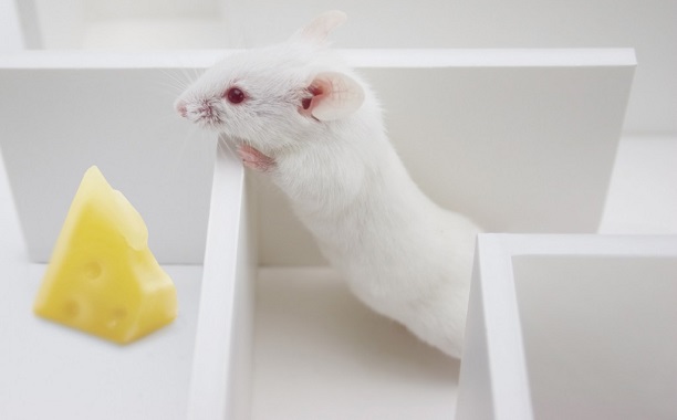 Blind Rats See Brain GPS