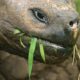 Galapagos Tortoise Eating