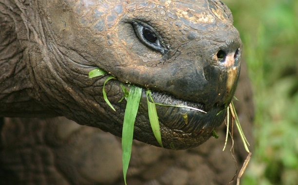 Galapagos Tortoise Eating