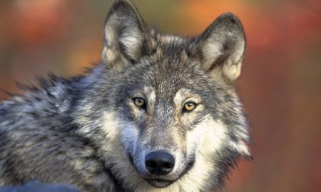 Isle Royale Gray Wolf Population