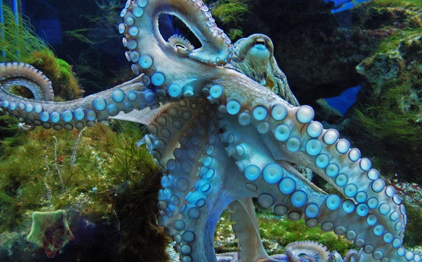 Octopuses Lack Rhythm