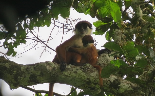 Red Colobus Monkey Picture