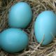 Robin Eggs