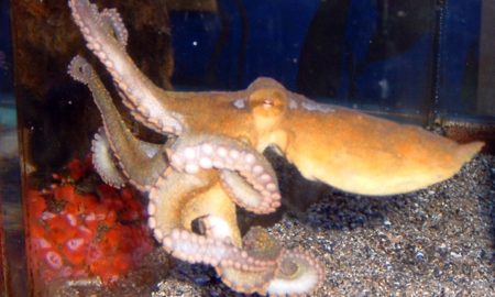 Two-Spot Octopus