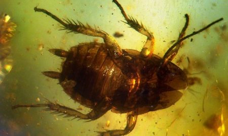 Prehistoric Cockroach Picture