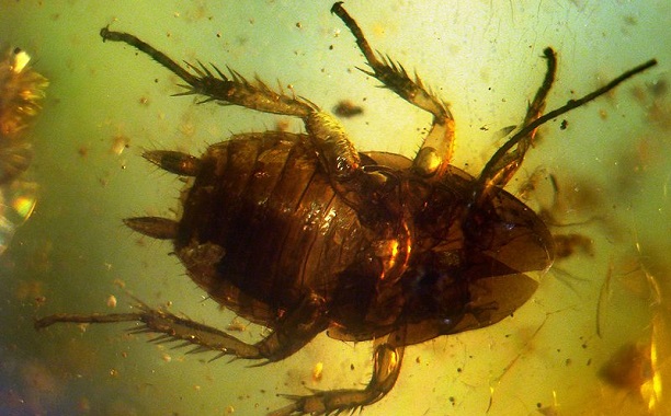 Prehistoric Cockroach Picture