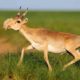 Saiga Antelope Death