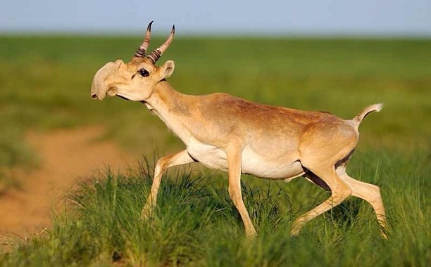 Saiga Antelope Death