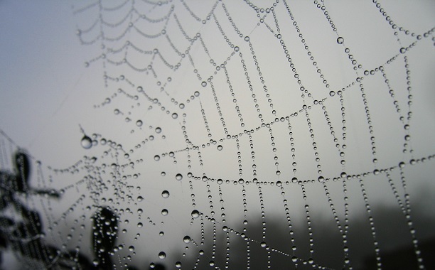 Spider Rain Australia