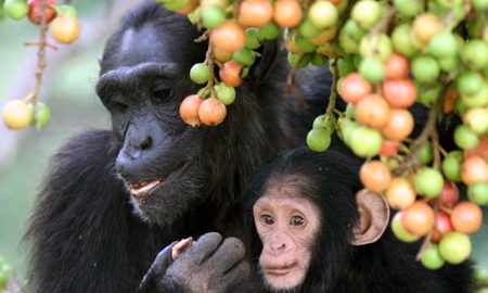 Cooking Chimps