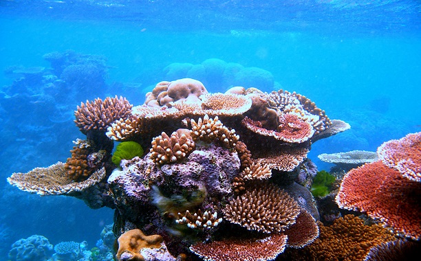 Great Barrief Reef