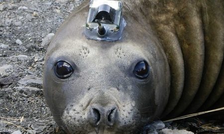 Elephant Seal Sensor