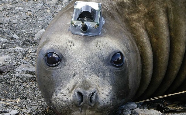 Elephant Seal Sensor