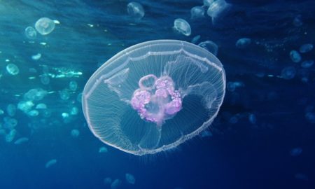 Moon Jellyfish Symmetry