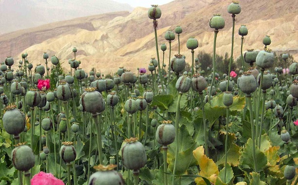 Opium Poppy Field