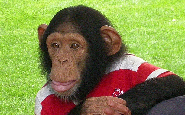 US Chimps Endangered