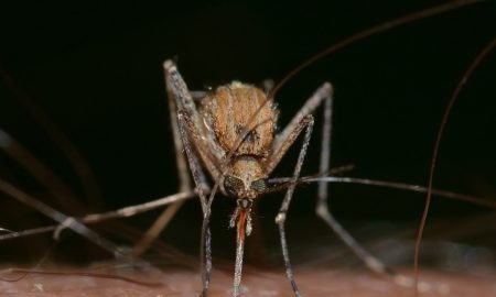 Mosquito biting