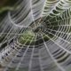 giant spider webs