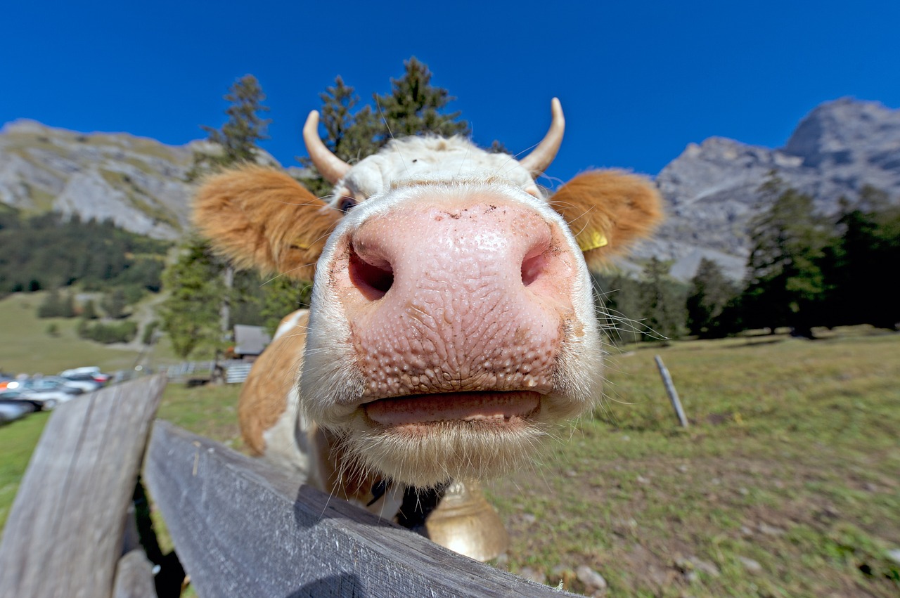 Cow Picture