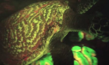 Biofluorescent Hawksbill Sea Turtle