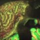 Biofluorescent Hawksbill Sea Turtle