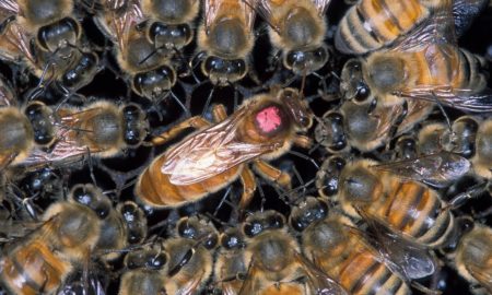 Africanized "Killer" Honeybees