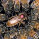 Africanized "Killer" Honeybees