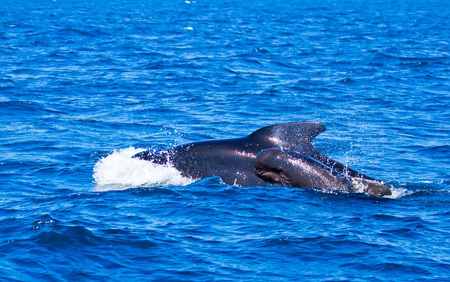 Blue Whales Feeding