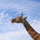 Giraffe Neck