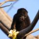 Howler Monkey Picture