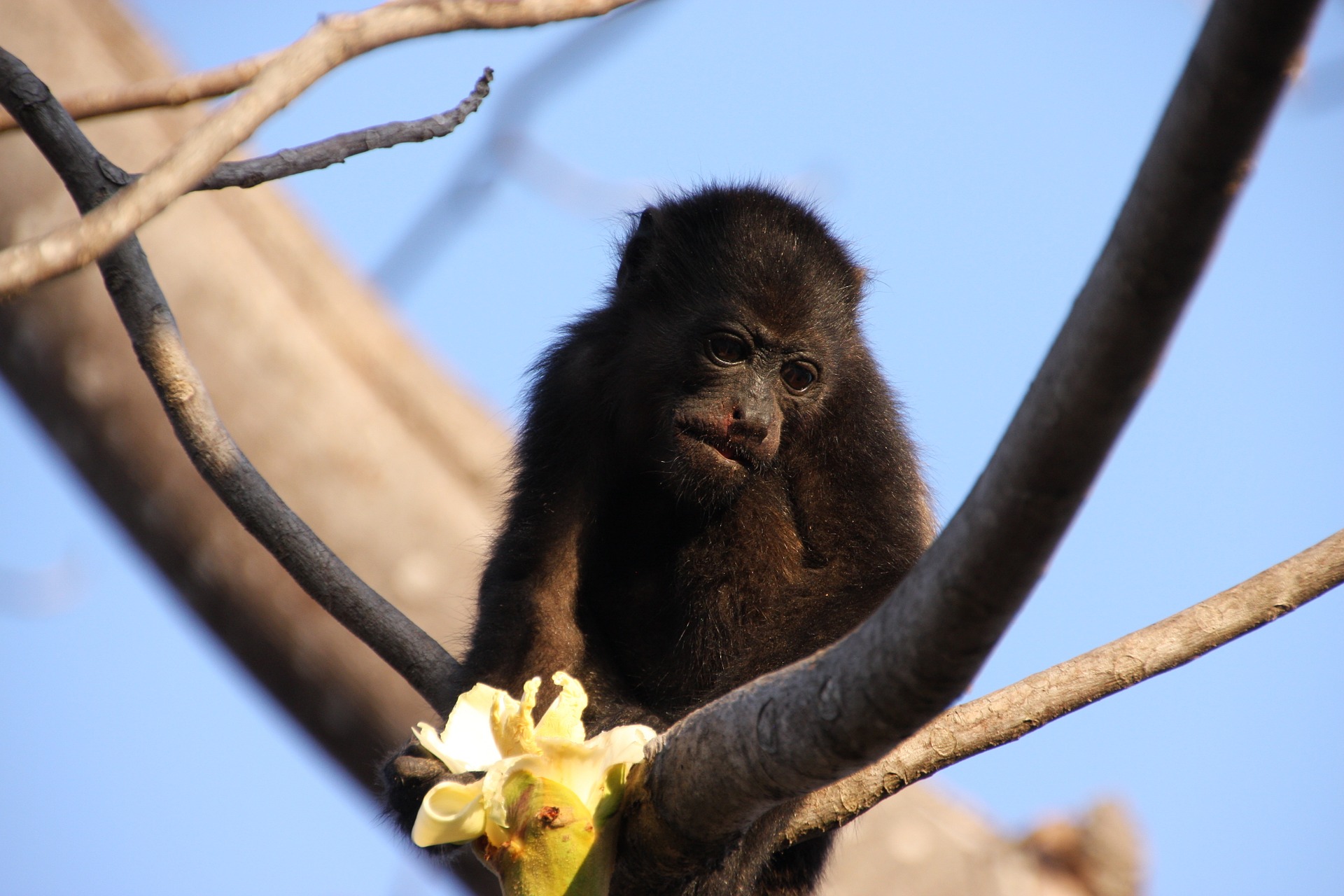 Howler Monkey Picture