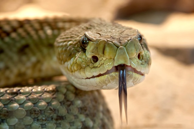 Snake Penis