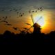 Birds Migrating At Sunset