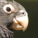 Caracopsis Vasa Parrot