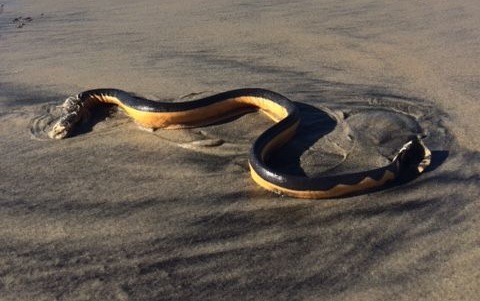 Coronado Sea Snake
