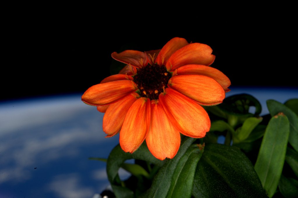 First Space Flower Blooming