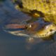 Anaconda In Water