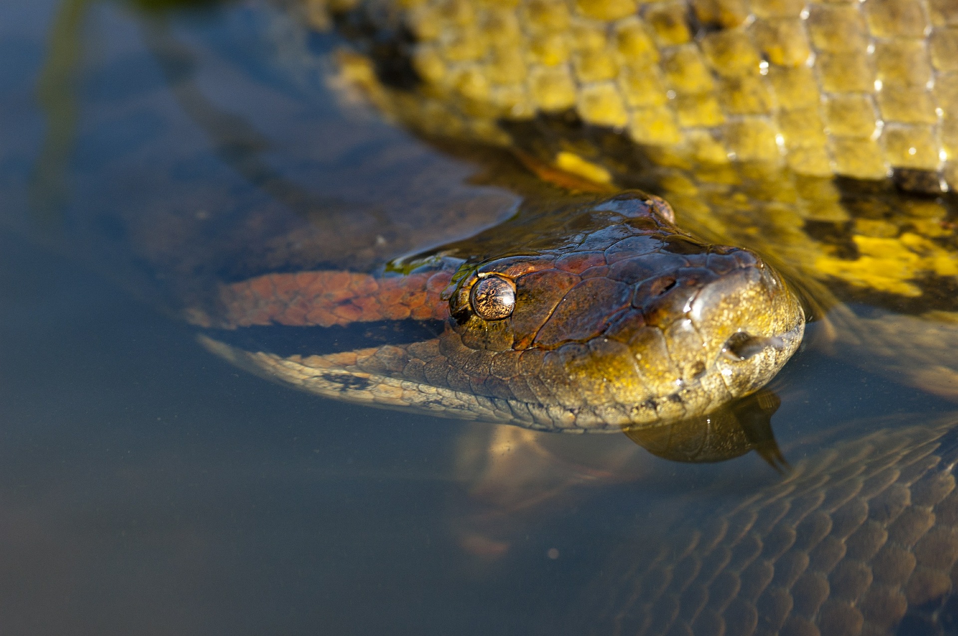 Anaconda In Water