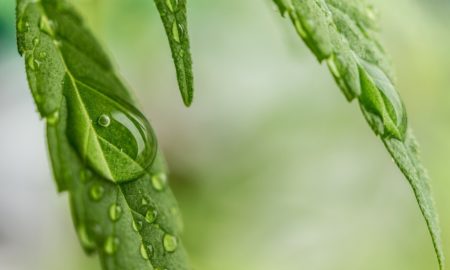 Cannabis Leaf Dripping Water