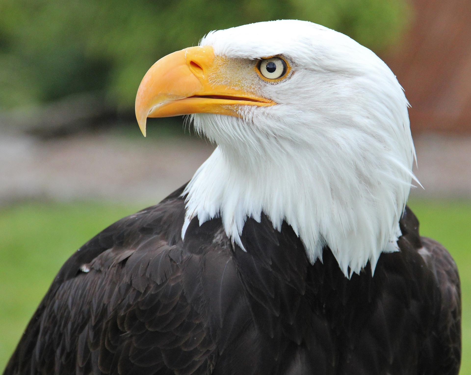 American Bald Eagles Face New Challenge Post Population ...